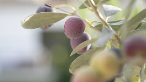 Close-up-of-prune-tree-Prunus-domestica-with-near-ripe-fruit,-Close-up-shallow-focus-shot