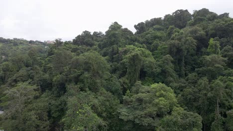 Lush-jungle-tree-canopy-on-the-shore-of-Paya-La-Vaca,-a-tropical-secluded-beach-near-Quepos,-Costa-Rica