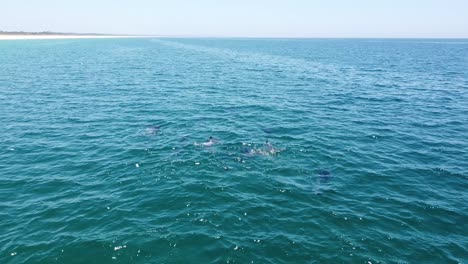 Aerial-Drone-View,-School-of-wild-dolphins-at-Comporta-Beach,-Portugal