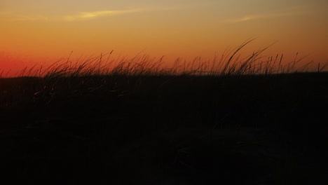 Dune-Grass-waving-in-the-wind-by-the-sea-while-the-sun-is-setting-on-the-red-sky