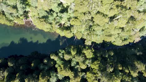 Top-view-of-lake-chico-in-huerquehue-national-park-surrounded-by-a-forest-of-araucaria-and-coihue-trees---drone-shot