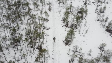 Aerial-following-a-man-walking-in-Luhasoo-bog-during-winter-in-Estonia