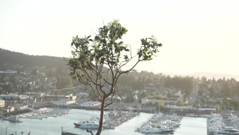 Baum-Weht-Im-Wind-Mit-Cap-Sante-Marina-Im-Hintergrund-Bei-Sonnenaufgang-In-Anacortes,-Washington,-Vereinigte-Staaten