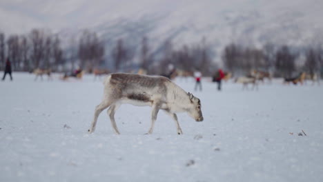 Antlerless-Reindeer-Foraging-Snowy-Toundra-Around-Tourists-In-Sleighs