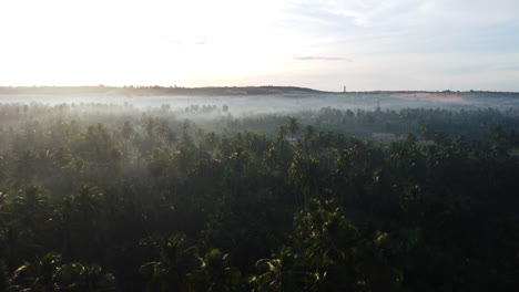 Aerial,-sunshine-through-misty-fog-on-top-of-tropical-coconut-tree-plantation-forest