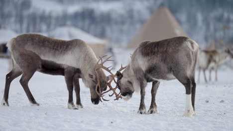 Two-Reindeers-Fighting-And-Headbutting-With-Antlers-At-Winter