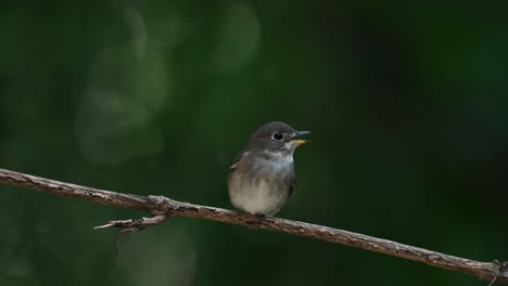 Dark-sided-Flycatcher,-Muscicapa-sibirica-seen-perched-on-a-vine-while-looking-to-its-left-chirping-and-wagging-its-tail-as-seen-in-the-forest-in-Chonburi,-Thailand
