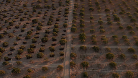 Flying-Over-Pistachio-Plantations-Near-Gaziantep-At-Sunset-In-Turkey---aerial-drone-shot