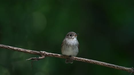 Dark-sided-Flycatcher,-Muscicapa-sibirica-seen-facing-to-its-left-and-looking-around-then-takes-off,-Chonburi,-Thailand
