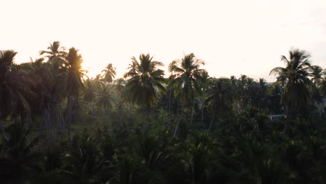 Sunrise-behind-silhouette-of-palm-tree-forest,-aerial-ascend-shot