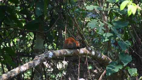 Graubauchhörnchen-Callosciurus-Caniceps-Auf-Einem-Ast-Zu-Sehen,-Der-Nach-Rechts-Blickt-Und-Dann-Den-Kopf-Auf-Den-Ast-Legt,-Khao-Yai-Nationalpark,-Thailand