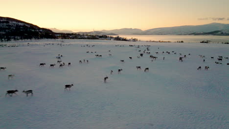 Panoramic-View-Of-Reindeers-With-Antlers-Feeding-In-Deep-Snow-During-Sunset
