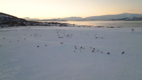 Herd-Of-Reindeers-Standing-In-The-Snowy-Open-Pasture-At-Sunrise