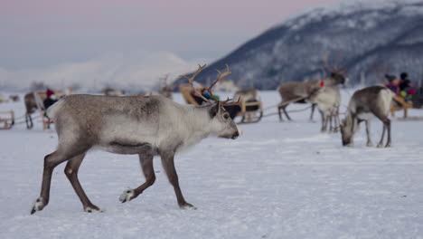 Reindeer-Trotting-On-Snowy-Tundra-Around-Tourists-In-Sleighs,-Slowmo