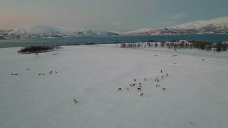 Aerial-View-Of-Reindeers-Grazing-On-Snow-covered-Tundra-At-Dusk