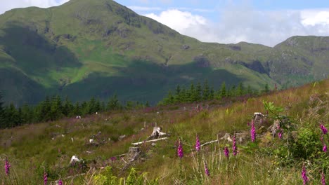 Schöne-Violette-Blumen-In-Grünen-Pflanzen-Wiegen-Sich-Im-Wind-Auf-Einer-Wiese-Mit-Dem-Berghang-Der-Schottischen-Highlands-Im-Hintergrund