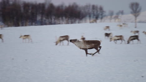 Young-wild-reindeer-running-through-a-herd-in-a-natural-snowy-arctic-environment