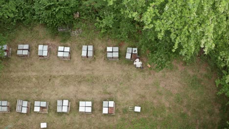 In-the-spring,-stunning-aerial-drone-shot-of-a-beekeeper-collecting-honey-from-beehives