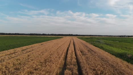 drone-flying-low-and-fast-over-wheat-field-in-Slovenia-on-hot-summer-day