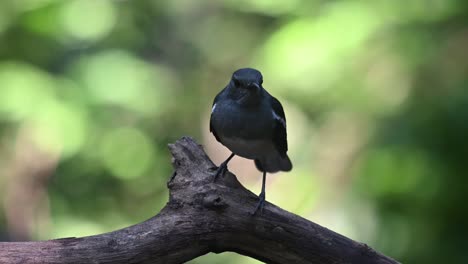 Oriental-Magpie-robin-Copsychus-saularis-a-female-seen-on-top-of-a-fallen-branch-looking-around-in-the-forest-in-Chonburi,-Thailand