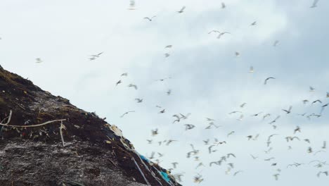 Seagulls-flying-over-the-large-garbage-dump,-plastic-bags,-and-landfill-full-of-trash,-environmental-pollution,-wide-distant-shot