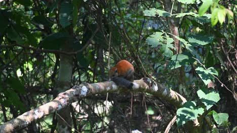 Graubauchhörnchen-Callosciurus-Caniceps,-Gesehen-Von-Seinem-Rücken-Auf-Einem-Ast,-Der-Seinen-Schwanz-Hebt,-Dreht-Sich-Dann-Plötzlich-Um,-Um-Seinen-Kopf-Auf-Den-Schwanz-Zu-Legen,-Khao-Yai-Nationalpark,-Thailand