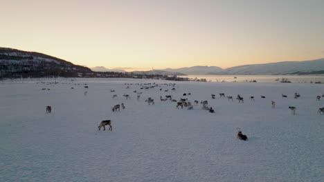 Herd-of-Caribou-chilling-at-sunset-on-white-snowy-landscape-next-to-fjord