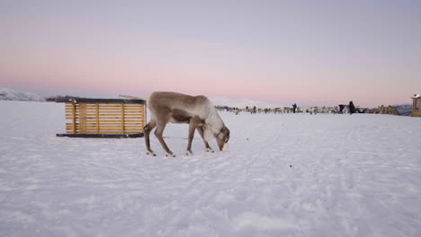 Reindeer-Eating-On-Snowy-Ground-Near-A-Wooden-Sleigh