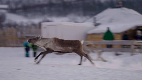 Antlerless-Reindeer-Galloping-In-Snowy-Norway-Tourist-Glamping-Plain