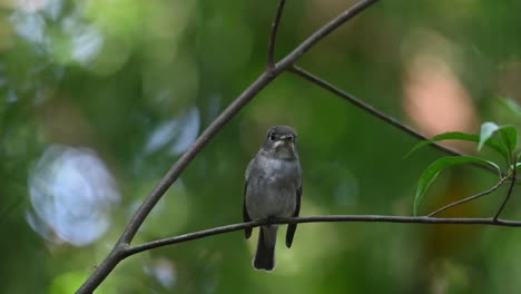 Dark-sided-Flycatcher,-Muscicapa-sibirica-seen-perched-on-a-small-branch-of-a-tree-exposing-its-front-side-then-flies-towards-the-right-in-the-forest-in-Chonburi,-Thailand