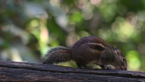 Berdmore's-Ground-Squirrel-Menetes-berdmorei-seen-on-a-log-eating-some-tasty-food-in-the-forest-in-Chonburi,-Thailand