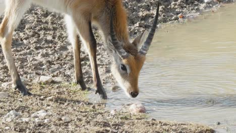 Lechwe-drinking-water,-red-lechwe-or-southern-lechwe,-is-an-antelope-found-in-wetlands-of-south-central-Africa
