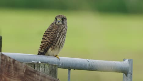 European-Kestrel-Perched-On-Metal-Gate-Looking-Around-With-Green-Bokeh-Background