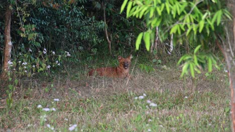 Asian-Wild-Dog-Cuon-alpinus-seen-at-the-edge-of-the-forest-before-dark-as-it-also-looks-straight-towards-the-camera-while-panting-and-yawning,-Khao-Yai-National-Park,-Thailand