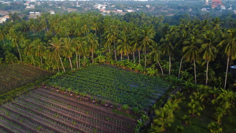 Plantation-in-rural-area-of-Vietnam-on-the-edge-of-coconut-palm-tree-groove-aerial