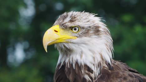 Zoom-in-to-a-beautiful-eagle-closely-watching-its-surroundings,-close-up