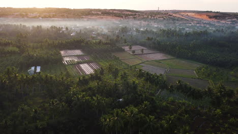 Escena-De-Campos-Agrícolas-En-Medio-De-La-Plantación-De-Cocoteros,-Vietnam