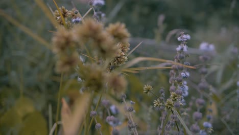 Cinematic-shot-of-Cyperus-alternifolius-also-known-as-the-papyrus,-the-plant-is-full-of-seeds---show-also-some-purple-flowers-in-background