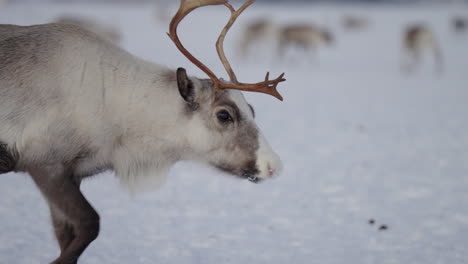 Wild-Reindeer-Walking-On-Snowy-Landscape-On-Tromso,-Norway