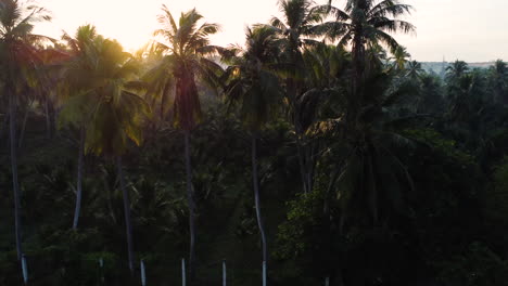 Aerial,-sunrise-sunshine-beam-shining-through-coconut-tree-silhouette-in-Vietnam