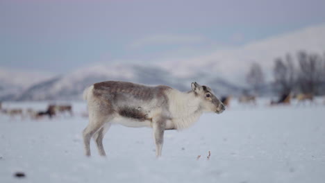 Reindeer-Pooping-In-The-Snow-During-Winter-Season