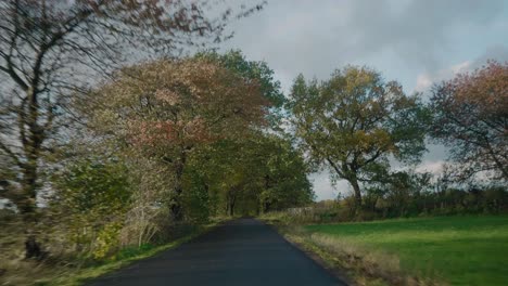 Passing-by-Trees-Moving-from-Wind-in-The-Autumn-Countryside-of-Sweden,-Österlen---Handheld-Wide-Shot-Tracking-Forward