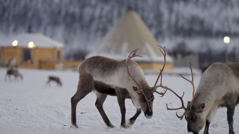 Reindeer-couple-with-big-antlers-interact-and-search-for-food-on-snow,-close-up