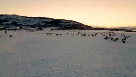 Wide-aerial-pan-of-reindeer-herd-in-winter-pasture,-golden-sky-at-sunset