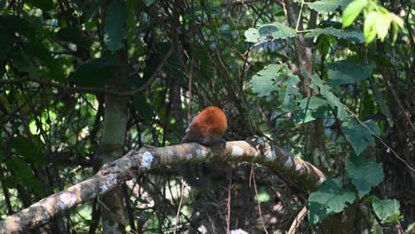 Grey-bellied-Squirrel-Callosciurus-caniceps-seen-from-its-back-while-on-a-branch-in-the-forest-as-it-turns-to-lick-its-back-and-preen-its-tail-in-Khao-Yai-National-Park,-Thailand