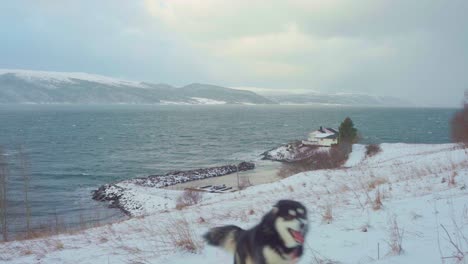 Alaskan-Malamute-Running-On-The-Snowy-Hill-At-Winter