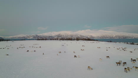 Scenic-aerial-view-of-Caribou-herd-in-snow-covered-landscape-in-arctic