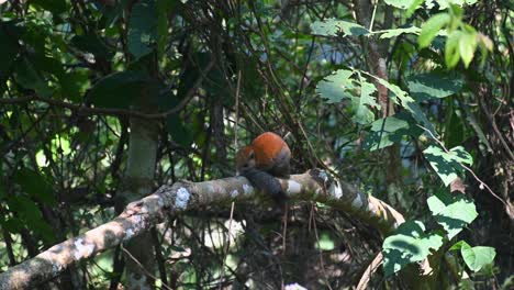 Graubauchhörnchen-Callosciurus-Caniceps,-Das-Seinen-Kopf-Auf-Seinem-Schwanz-Auf-Einem-Ast-Im-Khao-Yai-Nationalpark,-Thailand,-Ruht