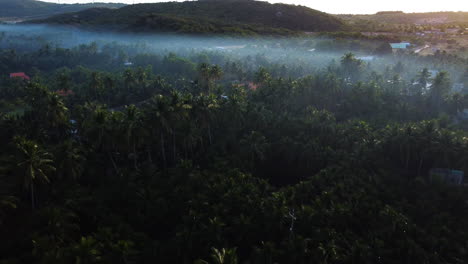 Early-morning-fog-landscape-with-coconut-plantation,-Vietnam