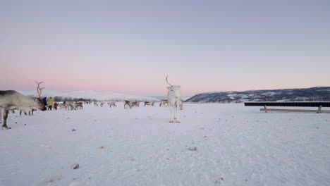 Group-Of-Reindeers-On-Heavy-Snow-At-Daytime